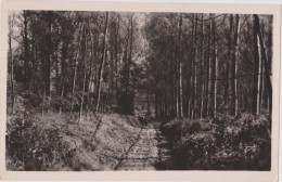 Cpa,isère,Le Péage De Roussillon,prés VIENNE,sous Bois Des Iles En 1920,voiture Ancienne,édition Cellard,38 - Roussillon