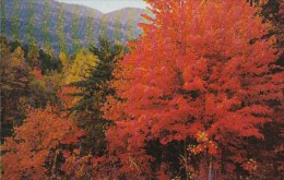 Fall Color Scene In The Great Smorky Mountain National Park Tennessee - Smokey Mountains