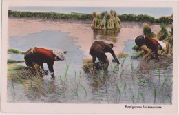 Asie,VIET-NAM,avec 2 Timbres,métier,repiqueurs Vietnamiens,les Pieds Dans L'eau,rare,asia - Vietnam