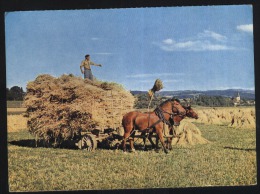 Transport-Carriages-Cart With Horse-freiberger Zweigespann Am Erntewagen-unused,perfect Shape - Camions & Poids Lourds