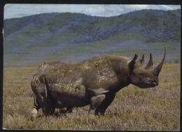 Tanzania-Rhino In Ngorongoro Crater-used,perfect Shape - Tanzania