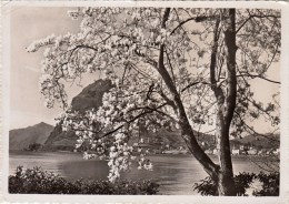 Lugano - Blühende Magnolie - Agno