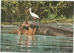 K2935 Charmes Africains - Ippopotamo Hippopotame Hippo Gru - Nice Stamps Timbres Francobolli / Viaggiata 1974 - Hippopotames