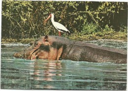 K2935 Charmes Africains - Ippopotamo Hippopotame Hippo Gru - Nice Stamps Timbres Francobolli / Viaggiata 1974 - Hippopotamuses