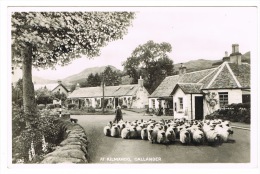 RB 1014 - Real Photo Postcard - Flock Of Sheep At Kilmahog - Callander Perthshire Scotland - Perthshire