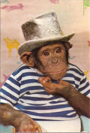 SINGE EN REFLEXION   ANNEE 1968 - Dressed Animals