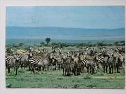 Zebras  / Kenya Card - Zebras