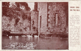 Edwardian Postcard Swans Ringing The Bell Bishop's Palace Wells Somerset Woodham - Wells