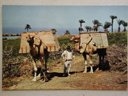 Islas Canarias, Camellos Camels - Andere & Zonder Classificatie