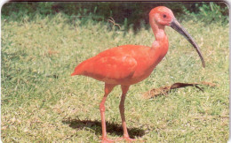 VENEZUELA EUDOCIMUS IBIS ROUGE 3000 BS UT - Passereaux