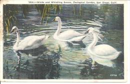 120A. WHITE AND WHISTLING SWANS. ZOOLOGICAL GARDEN. SAN DIEGO. - San Diego