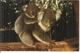 SAN DIEGO. ..AUSTRALIAN KOALA...SAN DIEGO ZOO - San Diego