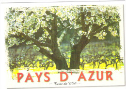 Lot 40 CPM Provence Neuves Identiques Cerisiers En Fleurs - 5 - 99 Postkaarten