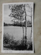 Canada - Ontario - Birches - MUSKOKA -  RPPC    D124212 - Muskoka