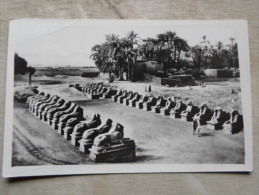 Egypt - KARNAK - Avenue Of Sphinxes - Sefi Photo Store Luxor  RPPC    D124214 - Louxor