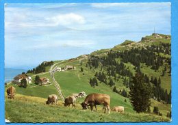 Mans1304, Rigi - Staffel, Rigi Kulm, Vitznau, Arth - Rigi - Bahn, GF,pli, Circulée 1968 - Arth