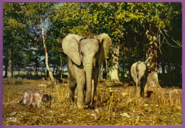 CHATEAU DE THOIRY EN YVELINES -  Eléphants Réserve Africaine Carte Non Circulé - Thoiry