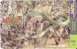 Nº 82 TARJETA DE UNA SERPIENTE DE URUGUAY CULEBRA DE OLFERS (SNAKE) - Uruguay