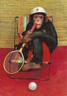 SINGE   AU TENNIS   ANNEE 1968 - Animaux Habillés