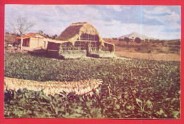 161912 / PINAR DEL RIO - PANORAMIC VIEW OF A TOBACCO DRIER   - CUBA KUBA - Tabaco