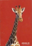 12448- GIRAFFE - Giraffen
