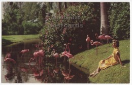 WOMAN WATCHING THE FLAMINGOS ~SARASOTA JUNGLE GARDENS FLORIDA FL ~ C1960s Postcard [5644] - Sarasota