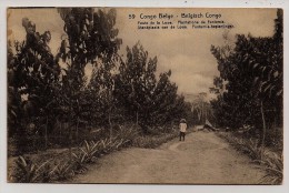 Congo Belge, Carte Postale, Plantation De Funtumia, 10 C., Matadi, 6-3-20 - Geneeskrachtige Planten