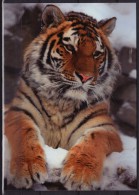 Tiger - 2014 Hungary - Not Used - Tigres