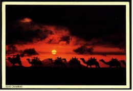 Islas Canarias  -  Kamele  -  Ansichtskarte Ca.1985    (4116) - Sonstige & Ohne Zuordnung