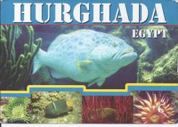 Hurghada - Egypte - Hurgada