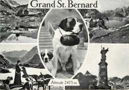 Animaux - Chiens - Chien - Dogs - Dog - Suisse - Grand Saint Bernard - Multivues - Semi Moderne Grand Format - 2 Scans - Chiens