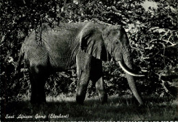 Animaux - Eléphants - East African Game Eléphant - Afrique - Semi Moderne Grand Format - Bon état - Éléphants