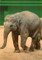 Animaux - Eléphants - Eléphant - Semi Moderne Grand Format - état - Éléphants