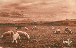 Animaux - Cochons - Cochon - Dép 64 - Pyrénées Atlantiques - Le Béarn - Bon état - Schweine