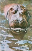 Hippopotamus - Hippopotamus Amphibius - Zoo - 1973 - Russia USSR - Unused - Flusspferde