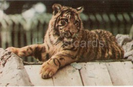 Tiger - Leningrad Zoo - 1968 - Russia USSR - Unused - Tijgers