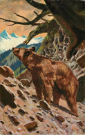 Animaux - Ours - état - Bären