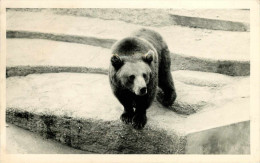 Animaux - Ours - Carte Photo - état - Bären