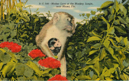 Animaux - Singes - Singe - Mother Love At The Monkey Jungle Near Miami Florida - Etats-Unis - Floride - état - Singes