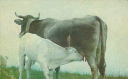 Animaux - Vaches - Vache - Veaux - Veau - Campagne Pour La Sauvegarde De L'enfance Et De L'adolescence - état - Koeien