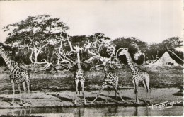 L24 /  FAUNE AFRICAINE CPSM FORMAT CPA GROUPE DE GIRAFES  NEUVE VOIR DOS - Giraffes