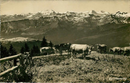 Animaux - Vaches - Vache - Suisse ( Cachet De Flüeli ) - Alp Sömmerung - état - Cows