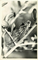 Animaux - Insectes - Cigales - Cigale - Carte Photo - état - Insectes