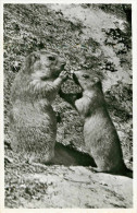 Animaux - Marmottes - Marmotte - Suisse - Murmeltiere In Den Walliser Alpen - Semi Moderne Petit Format - Bon état - Autres & Non Classés