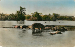 Animaux - Hippopotame - Faune Africaine - Hippopotames Au Bain - Semi Moderne Petit Format - état - Hipopótamos