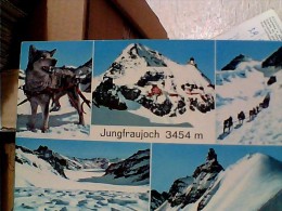 SCHWEIZ SUISSE SWITZERLAND SVIZZERA JUNGFRAUJOCH POLARHUNDE Animiert CANE CANI DOG   VB1963 ER14045 - Saint-Imier 