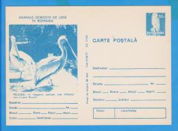 BIRD BIRDS PELICANS, POSTAL STATIONERY ROMANIA 1977 - Pelícanos