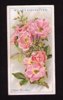 Petite Image (trade Card) Will´s Cigarettes, Bristol, Londres, Série « Roses », N*8, Coral Cluster - Wills