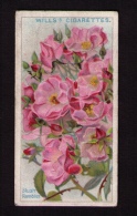 Petite Image (trade Card) Will´s Cigarettes, Bristol, Londres, Série « Roses », N*1, Blush Rambler - Wills