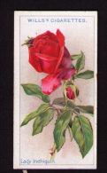 Petite Image (trade Card) Will´s Cigarettes, Bristol, Londres, Série « Roses », N*26, Lady Inchiquin - Wills